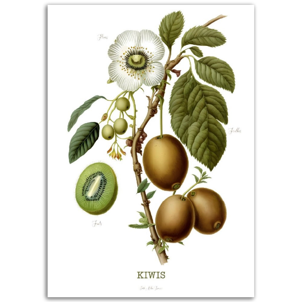 Illustration "Kiwis" -  Plante ancienne - Botanic - Toute en couleurs  - Poster - Affiche Série Fruits