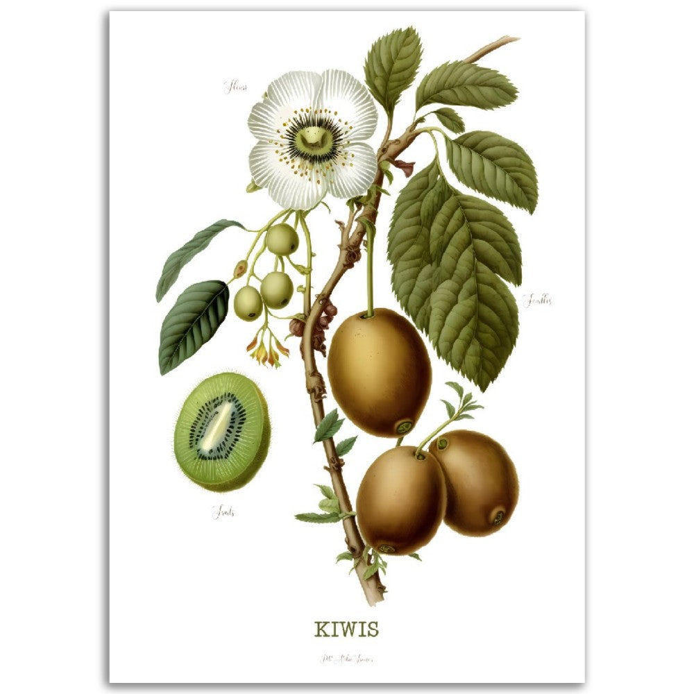 Illustration "Kiwis" -  Plante ancienne - Botanic - Toute en couleurs  - Poster - Affiche Série Fruits