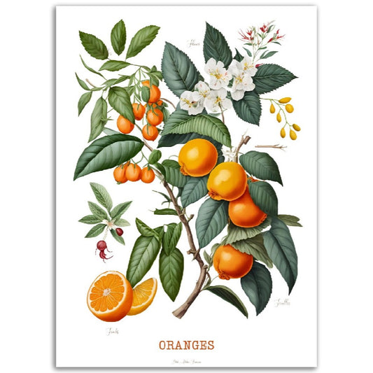 Illustration "Oranges" -  Plante ancienne - Botanic - Toute en couleurs  - Poster - Affiche Série Fruits