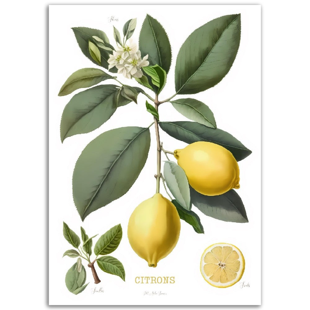 Illustration "Citrons" -  Plante ancienne - Botanic - Toute en couleurs  - Poster - Affiche Série Fruits