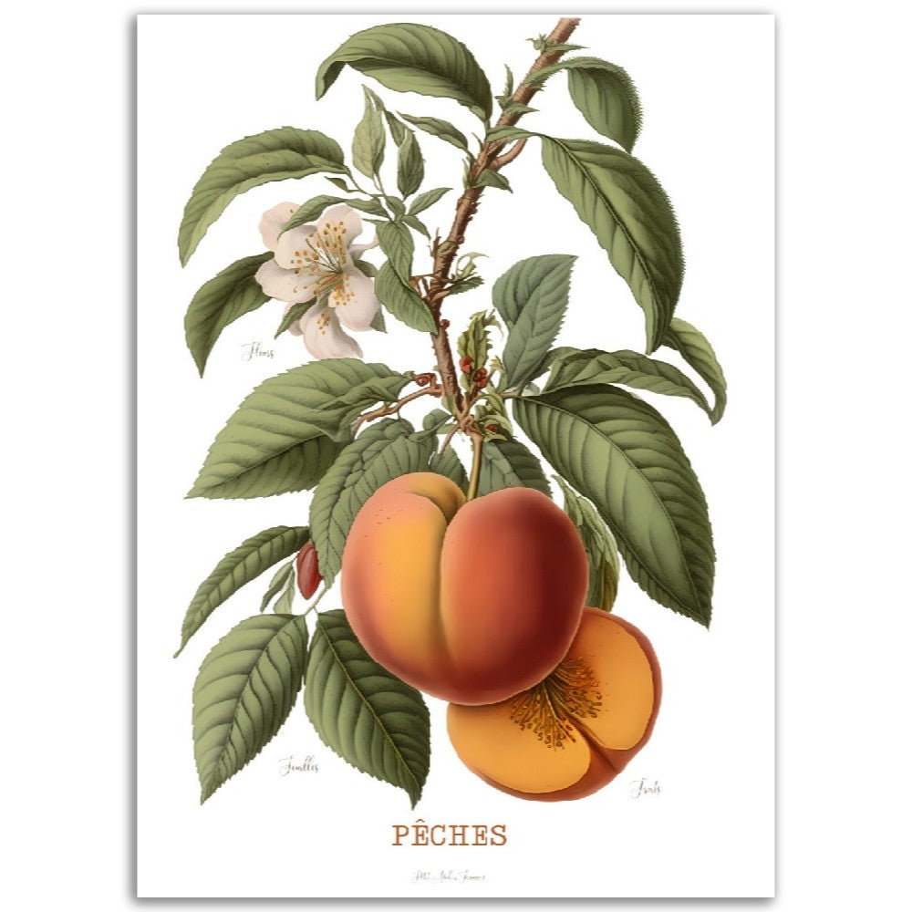 Illustration "Pêche" -  Plante ancienne - Botanic - Toute en couleurs  - Poster - Affiche Série Fruits