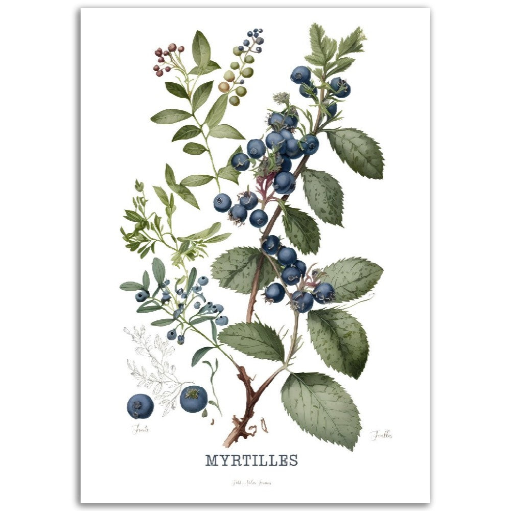 Illustration "Myrtilles" -  Plante ancienne - Botanic - Toute en couleurs  - Poster - Affiche Série Fruits