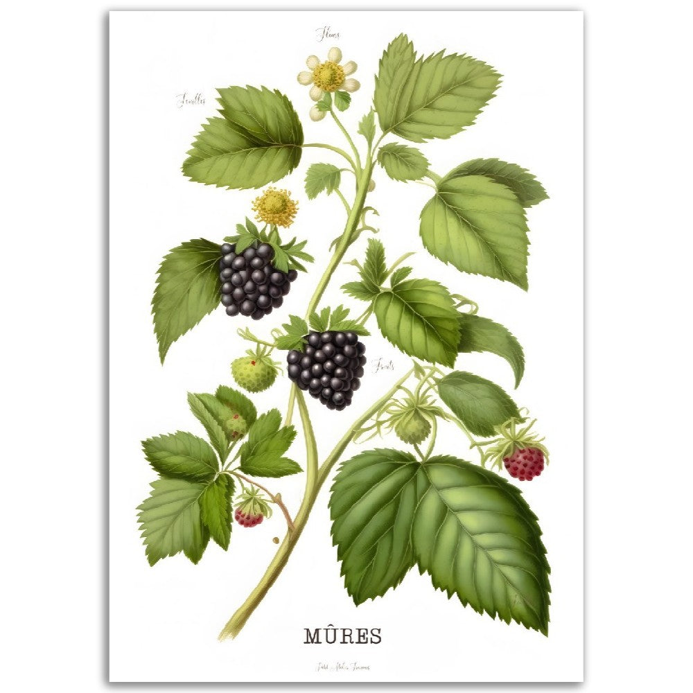 Illustration "Mûres" -  Plante ancienne - Botanic - Toute en couleurs  - Poster - Affiche Série Fruits