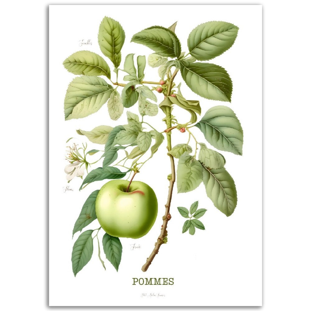 Illustration "Pommes" -  Plante ancienne - Botanic - Toute en couleurs  - Poster - Affiche Série Fruits