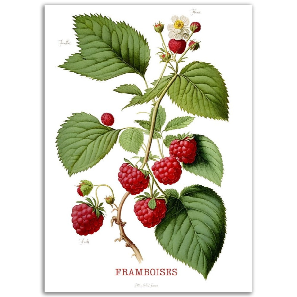 Illustration "Framboise" -  Plante ancienne - Botanic - Toute en couleurs  - Poster - Affiche Série Fruits