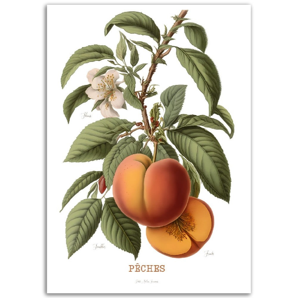 Illustration "Pêche" -  Plante ancienne - Botanic - Toute en couleurs  - Poster - Affiche Série Fruits