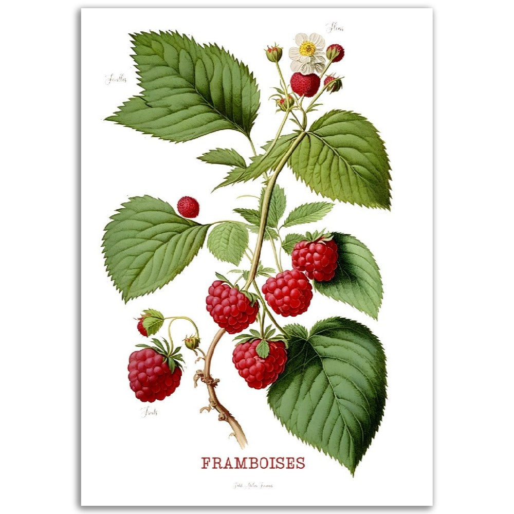 Illustration "Framboise" -  Plante ancienne - Botanic - Toute en couleurs  - Poster - Affiche Série Fruits