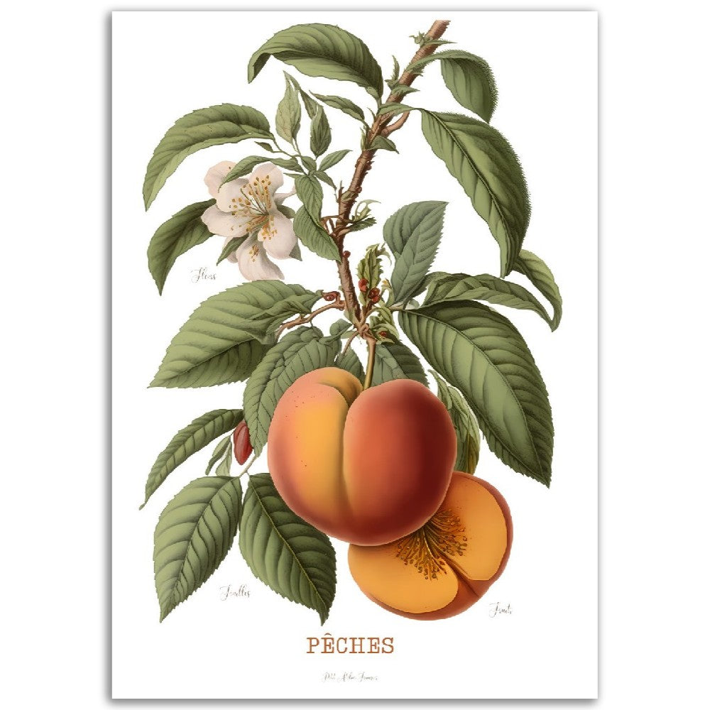 Illustration "Pêche" -  Plante ancienne - Botanic - Toute en couleurs  - Poster - Affiche Série Fruits