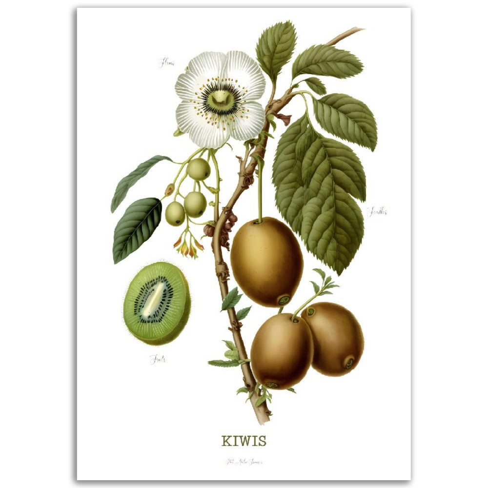 Illustration "Kiwis" -  Plante ancienne - Botanic - Toute en couleurs  - Poster - Affiche Série Fruits