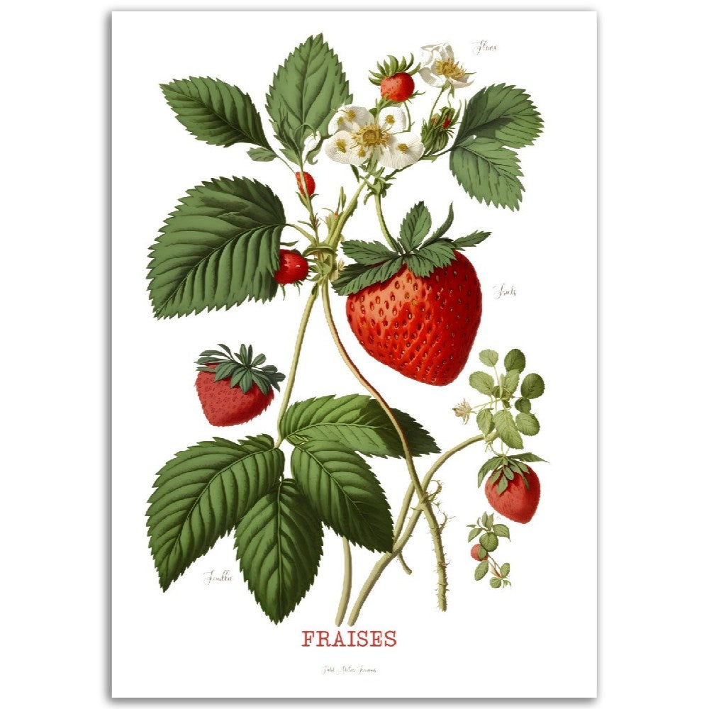 Illustration "Fraises" -  Plante ancienne - Botanic - Toute en couleurs  - Poster - Affiche Série Fruits