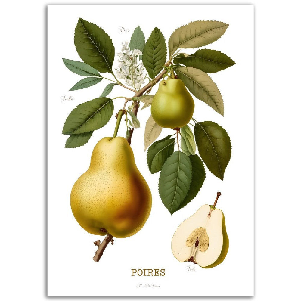 Illustration "Poires" -  Plante ancienne - Botanic - Toute en couleurs  - Poster - Affiche Série Fruits