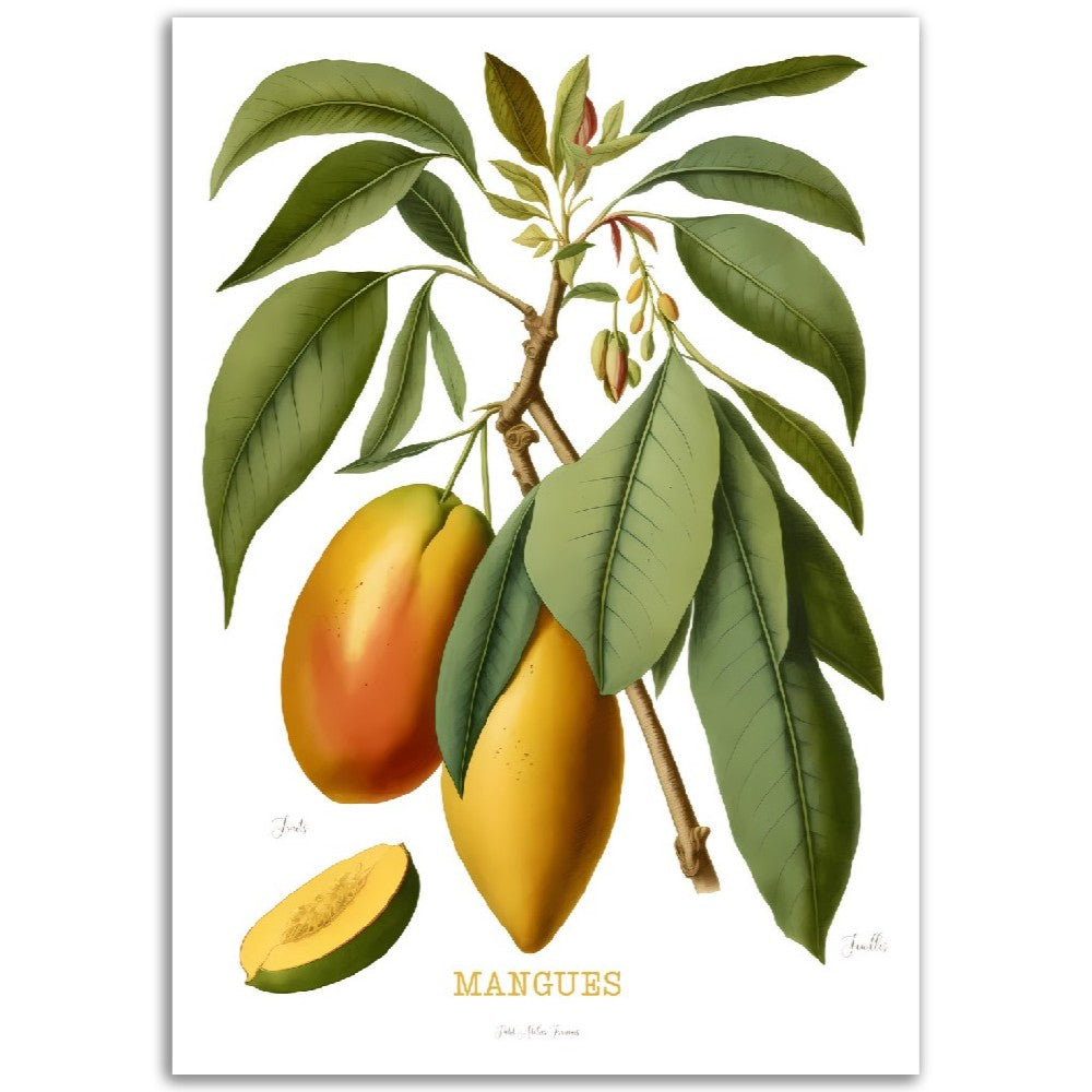 Illustration "Mangues" -  Plante ancienne - Botanic - Toute en couleurs  - Poster - Affiche Série Fruits