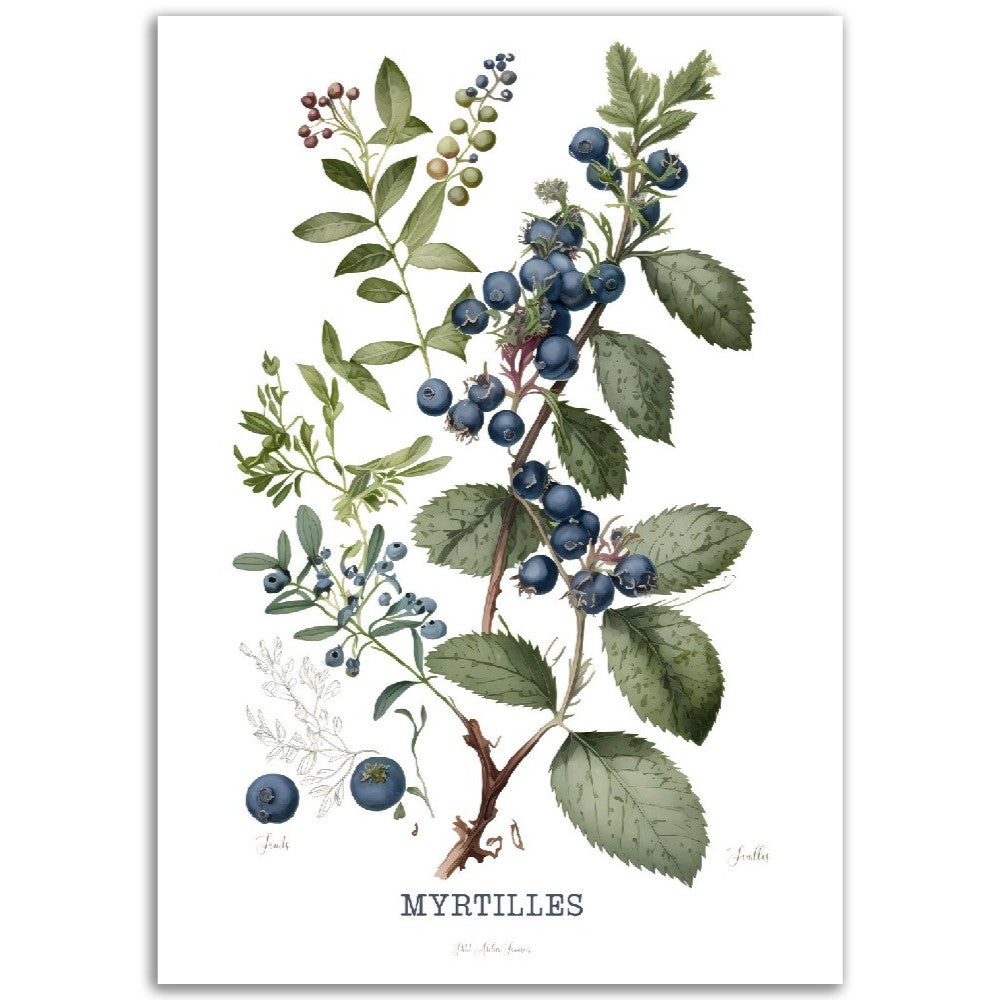 Illustration "Myrtilles" -  Plante ancienne - Botanic - Toute en couleurs  - Poster - Affiche Série Fruits