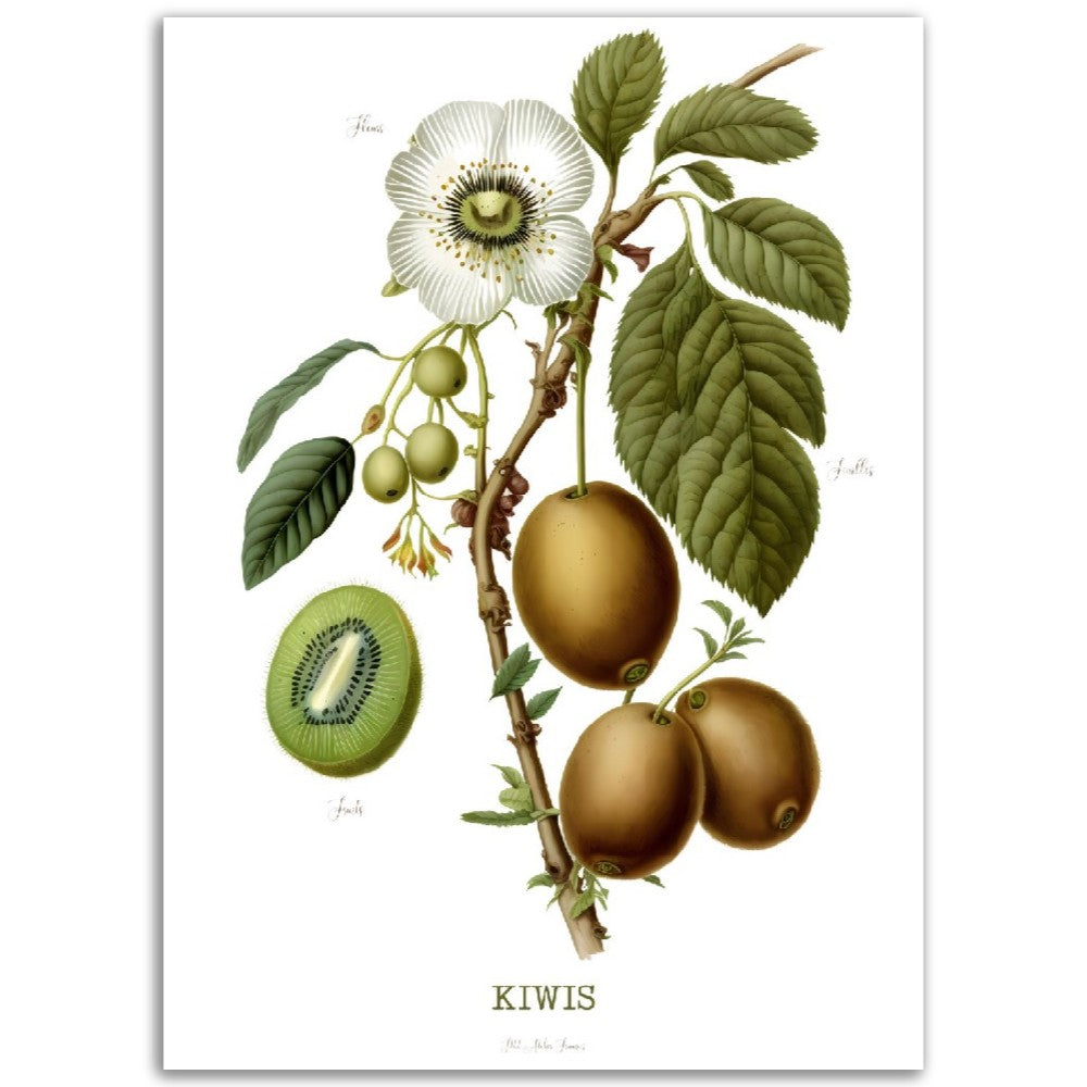 Illustration "Kiwis" -  Plante ancienne - Botanic - Toute en couleurs  - Poster - Affiche Série Fruits