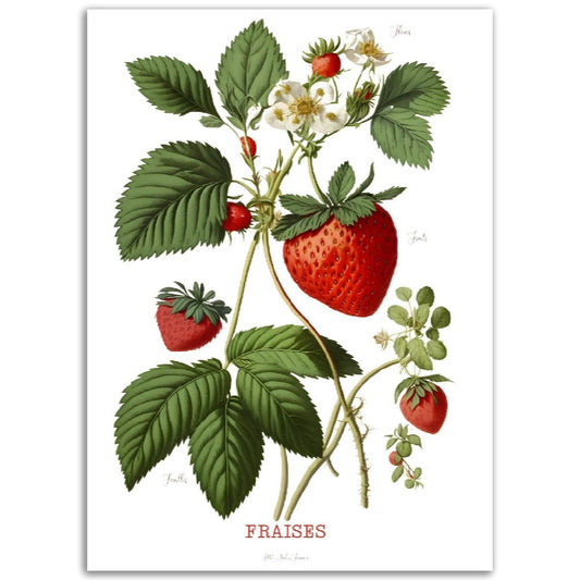 Illustration "Fraises" -  Plante ancienne - Botanic - Toute en couleurs  - Poster - Affiche Série Fruits