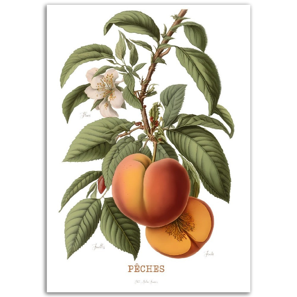 Illustration "Pêche" -  Plante ancienne - Botanic - Toute en couleurs  - Poster - Affiche Série Fruits