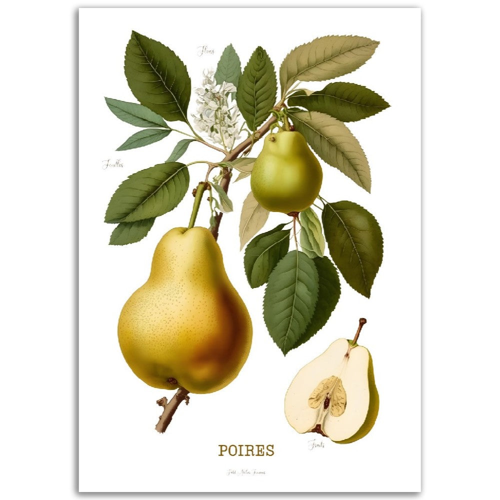 Illustration "Poires" -  Plante ancienne - Botanic - Toute en couleurs  - Poster - Affiche Série Fruits