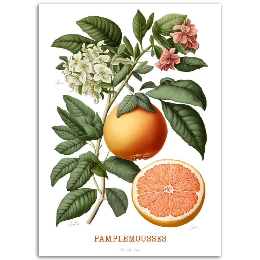 Illustration "Pamplemousses" -  Plante ancienne - Botanic - Toute en couleurs  - Poster - Affiche Série Fruits