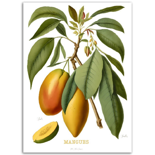 Illustration "Mangues" -  Plante ancienne - Botanic - Toute en couleurs  - Poster - Affiche Série Fruits