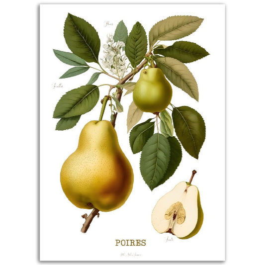 Illustration "Poires" -  Plante ancienne - Botanic - Toute en couleurs  - Poster - Affiche Série Fruits