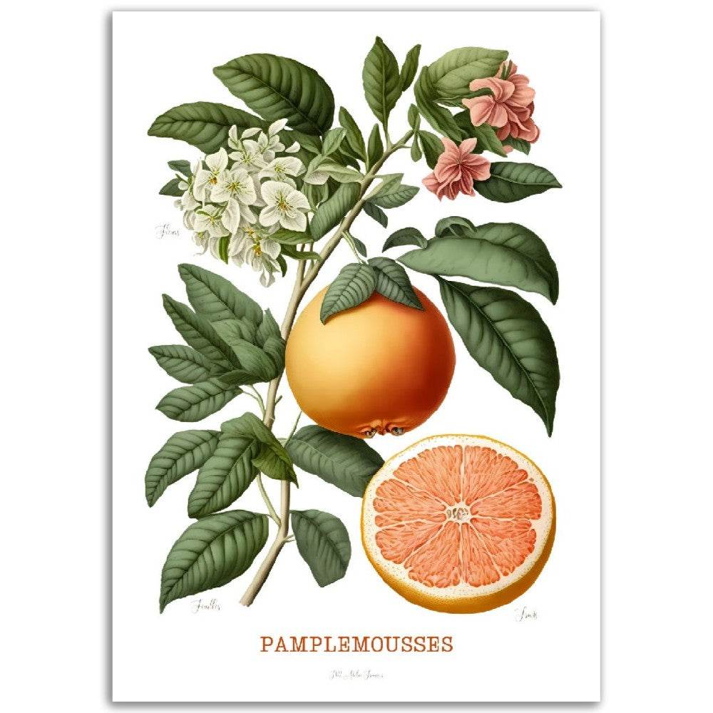 Illustration "Pamplemousses" -  Plante ancienne - Botanic - Toute en couleurs  - Poster - Affiche Série Fruits