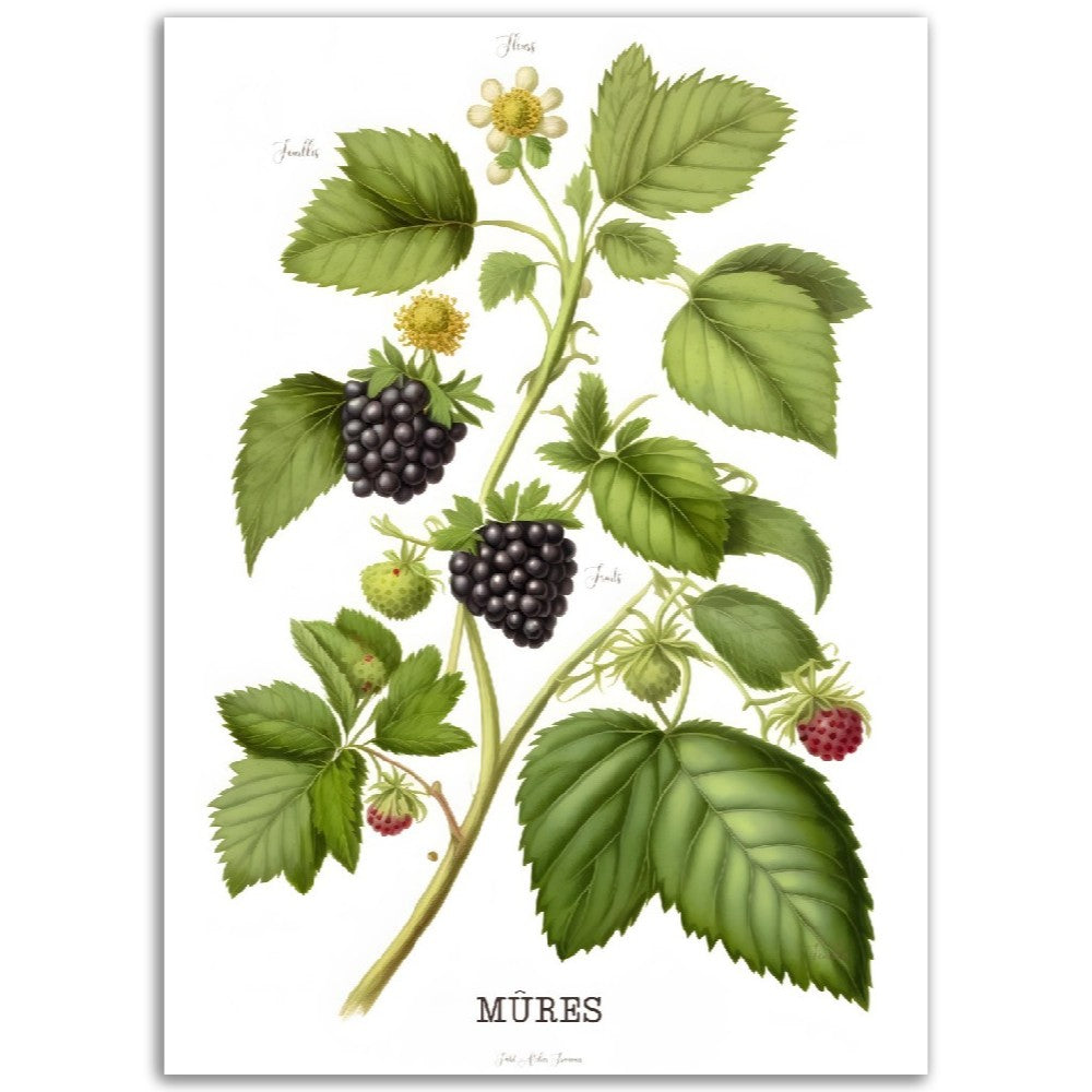 Illustration "Mûres" -  Plante ancienne - Botanic - Toute en couleurs  - Poster - Affiche Série Fruits