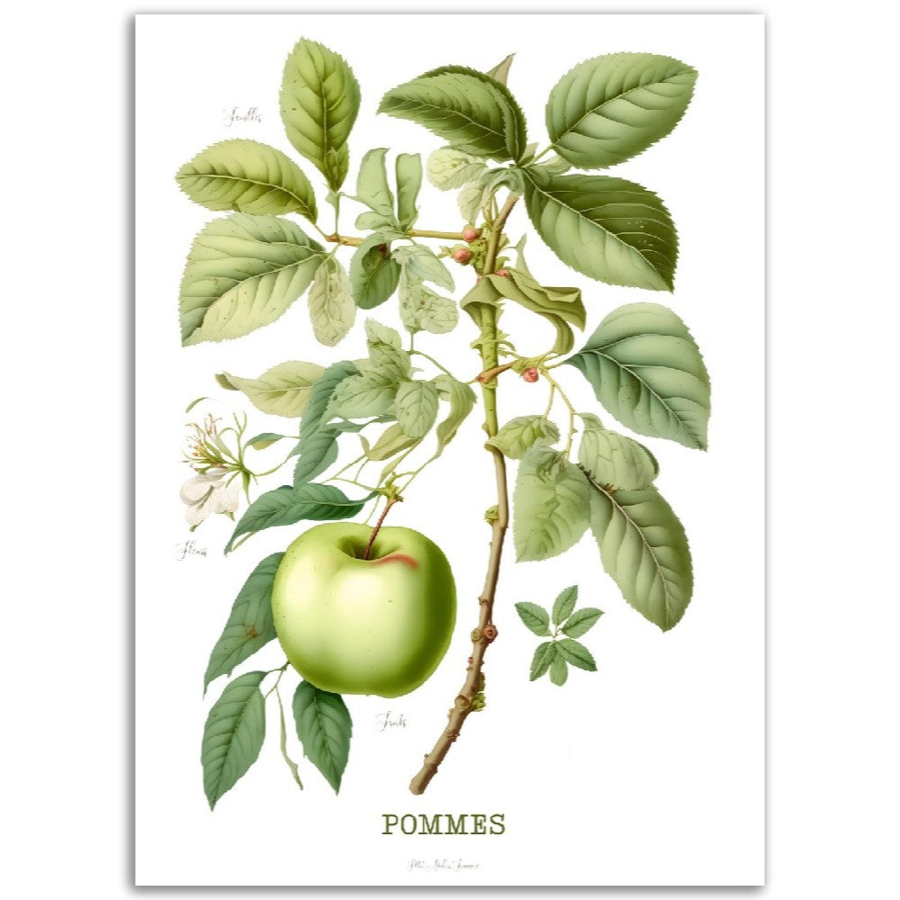 Illustration "Pommes" -  Plante ancienne - Botanic - Toute en couleurs  - Poster - Affiche Série Fruits